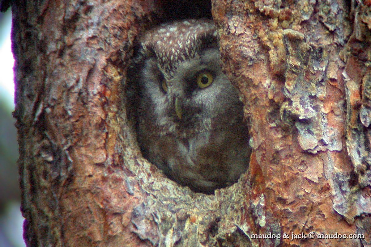 civetta_ca.jpg - digiscoping