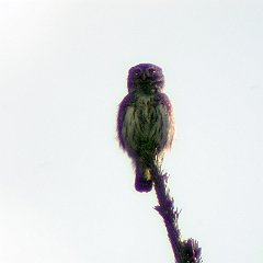 Glaucidium_passerinum