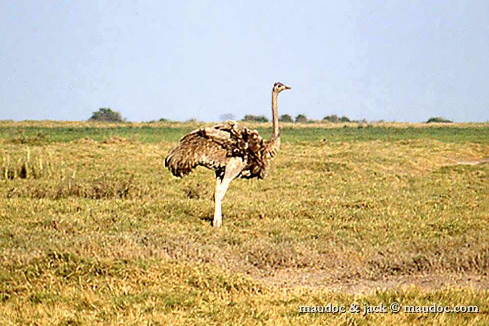 struzzo.jpg - Amboseli, Kenya - 1989