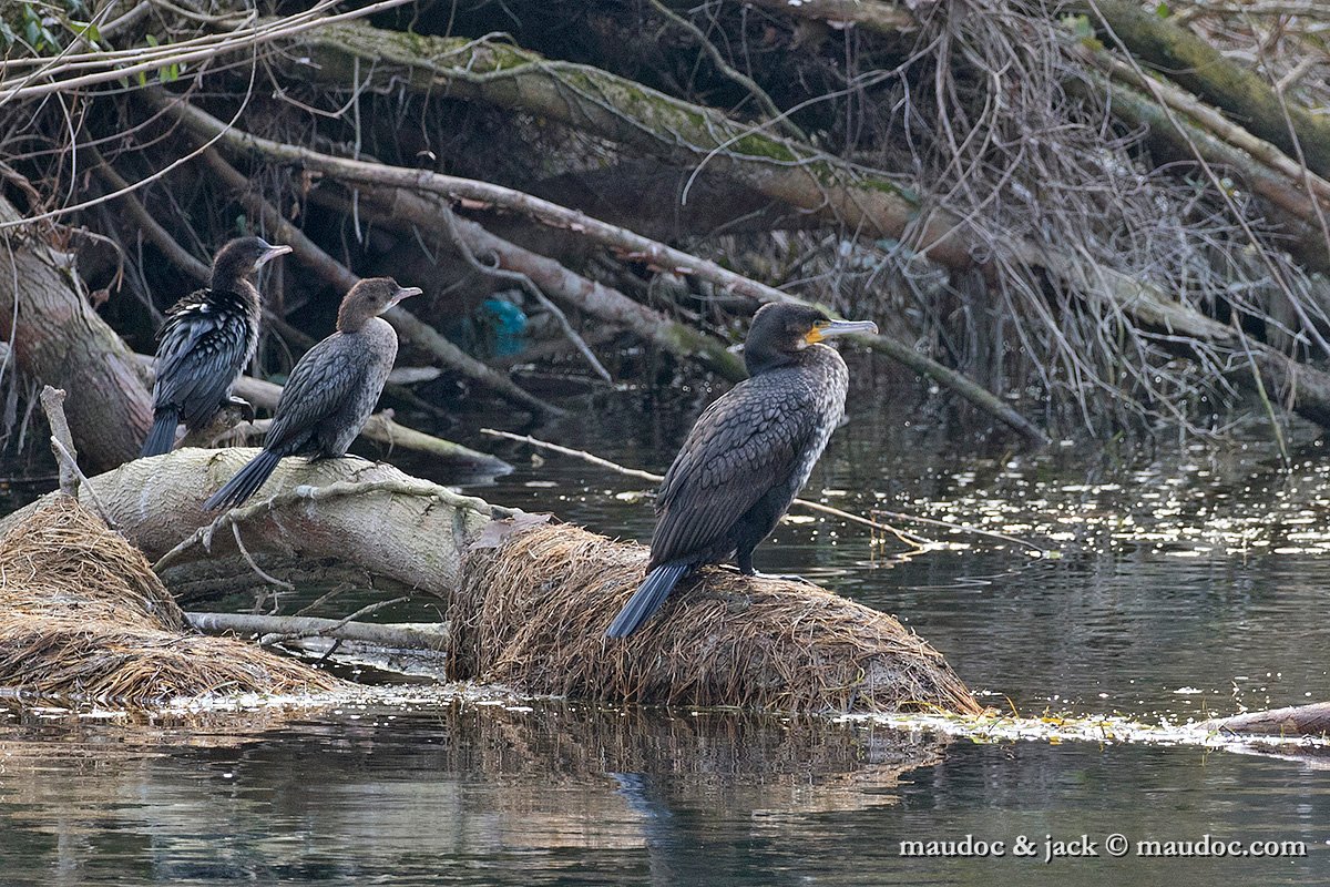 IMG_0675b.jpg - with Great Cormorant