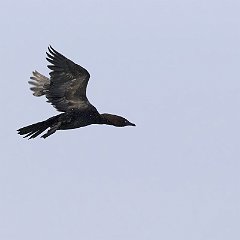 IMG_6111b