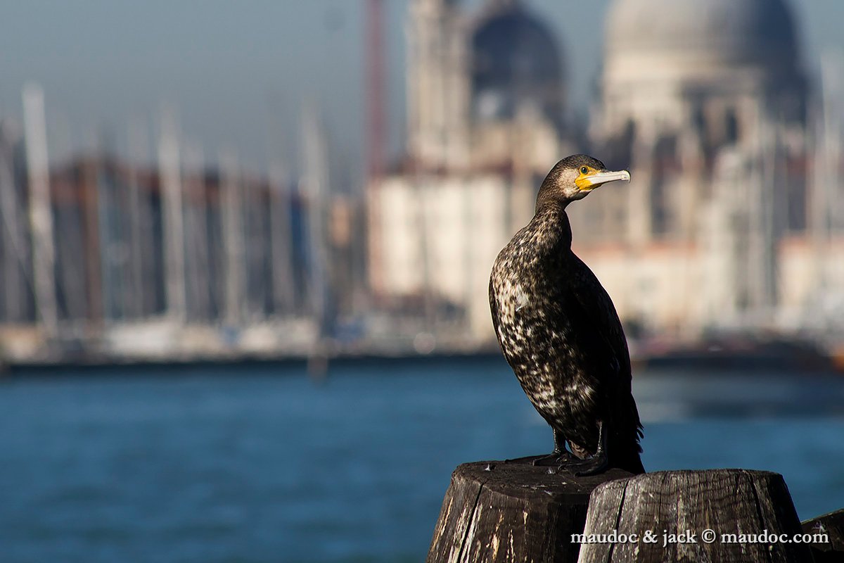 IMG_2622.jpg - Venice, Italy