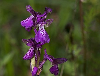 Anacamptis morio Verona