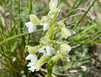 Anacamptis morio Monte Solane (VR)