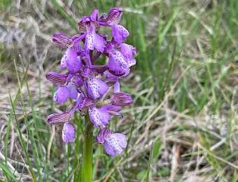 Anacamptis morio Monte Solane (VR)