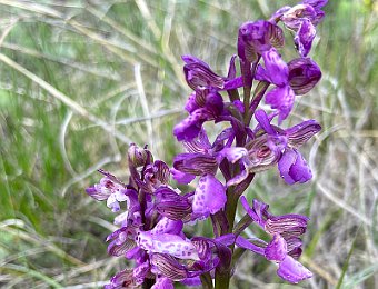 Anacamptis morio Monte Solane (VR)