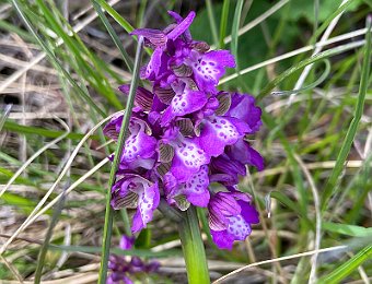 Anacamptis morio Monte Solane (VR)