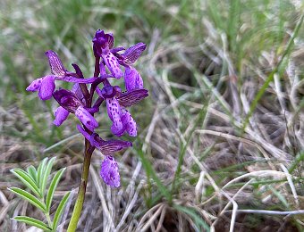 Anacamptis morio Monte Solane (VR)