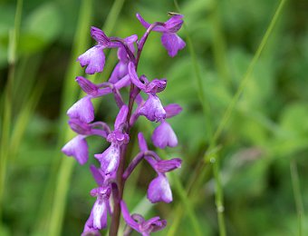 Anacamptis morio Etna (CT)