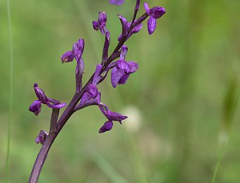 Anacamptis morio Etna (CT)