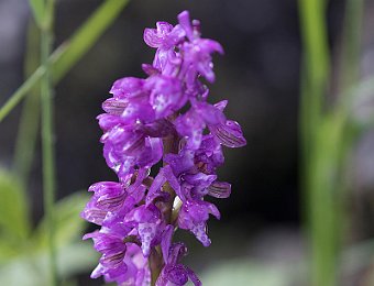 Anacamptis morio Etna (CT)