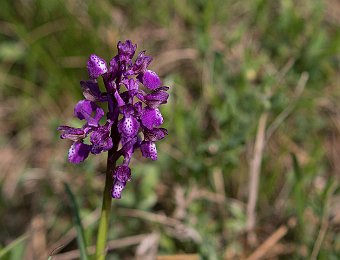 Anacamptis morio Trieste