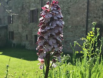 Orchis purpurea Valsamoggia (BO)