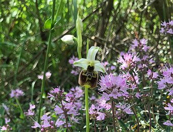 Ophrys holosericea Parco dell'Abbazia Monteveglio (BO)