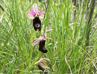 Ophrys bertolonii benacensis Valle del Panaro (MO)