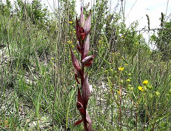 Serapias vomeracea Valle del Panaro (MO)