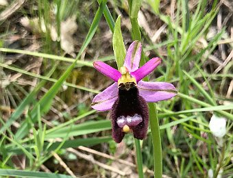 Ophrys bertolonii benacensis Valle del Panaro (MO)