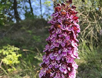 Orchis purpurea Valle del Panaro (MO)