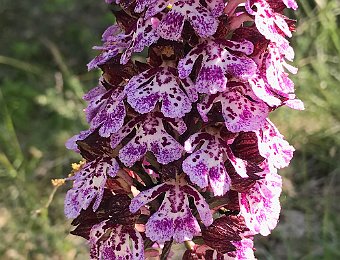 Orchis purpurea Valle del Panaro (MO)