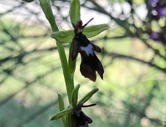 Ophrys insectifera Valle del Panaro (MO)