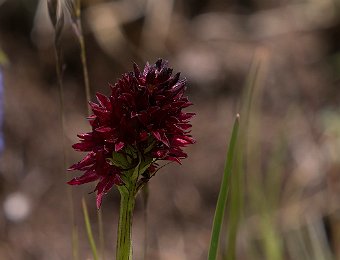 Gymnadenia rhellicani Passo Giau (BL)