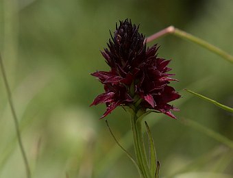 Gymnadenia rhellicani Passo Giau (BL)