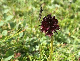 Gymnadenia rhellicani Passo Giau (BL)