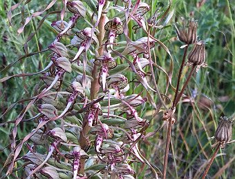 Himantoglossum hircinum Murge (BT)