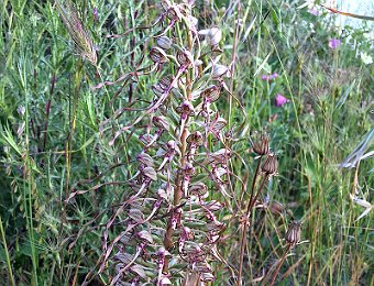 Himantoglossum hircinum Murge (BT)