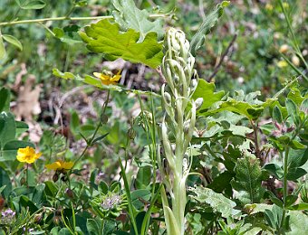 Himantoglossum hircinum Gallipoli-Cognato (MT)