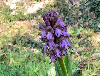 Himantoglossum robertianum Verona