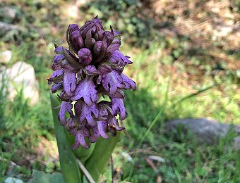 Himantoglossum robertianum Verona