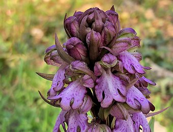 Himantoglossum robertianum Verona