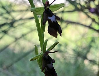 Ophrys insectifera Valle del Panaro (MO)