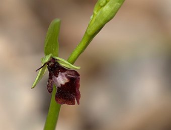 Ophrys insectifera Verona