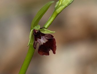 Ophrys insectifera Verona