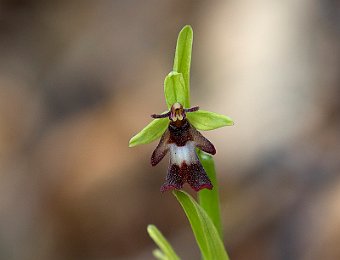 Ophrys insectifera Verona