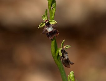 Ophrys insectifera Verona