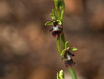 Ophrys insectifera Verona