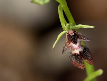 Ophrys insectifera Verona