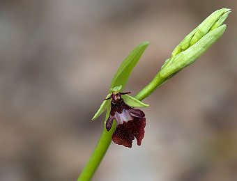 Ophrys insectifera Verona