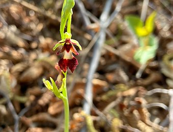 Ophrys insectifera Verona