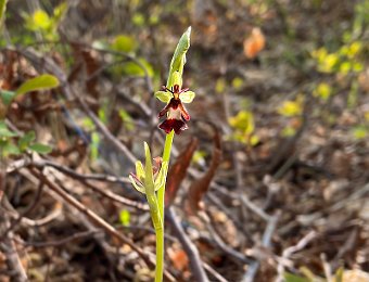 Ophrys insectifera Verona