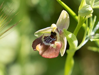 Ophrys oxyrrhynchos oxyrrhynchos Valle dell'Anapo (SR)