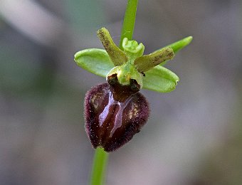 Ophrys sphegodes Lessinia (VR)