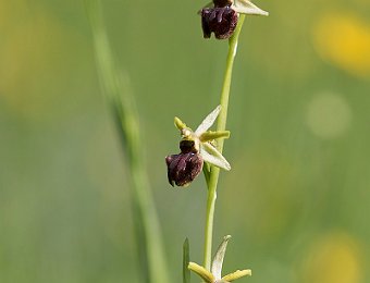 Ophrys sphegodes Avesa, Verona