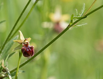 Ophrys sphegodes Avesa, Verona