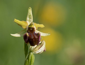 Ophrys sphegodes Avesa, Verona