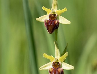 Ophrys sphegodes Avesa, Verona