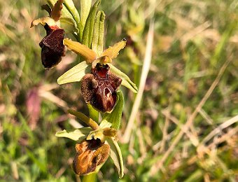 Ophrys sphegodes Avesa, Verona